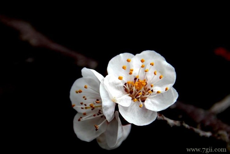 佳木斯的市花是什么？
