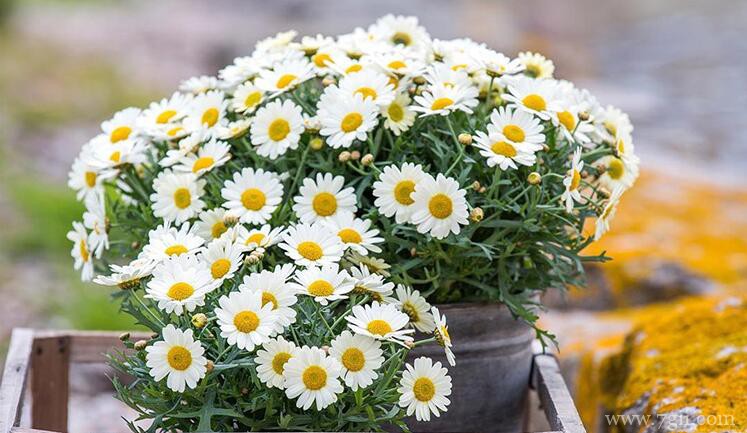 玛格丽特的图片大全，玛格丽特高清图片！