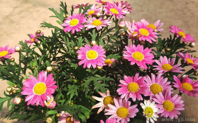 玛格丽特的图片大全，玛格丽特高清图片！