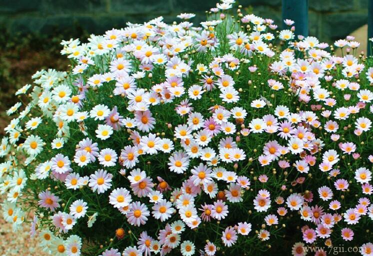 玛格丽特的图片大全，玛格丽特高清图片！