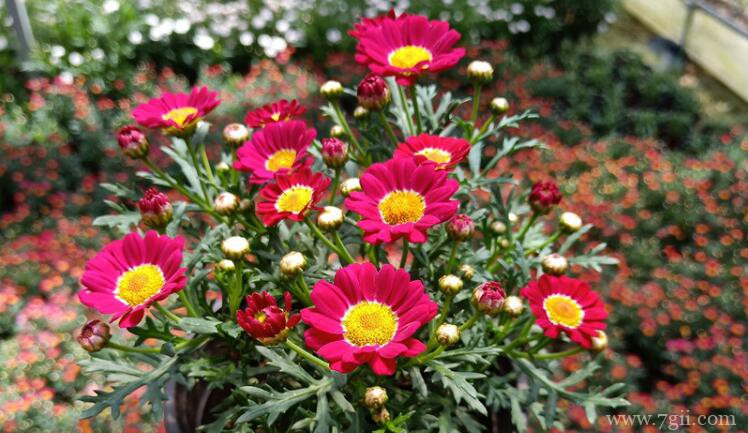 玛格丽特的图片大全，玛格丽特高清图片！