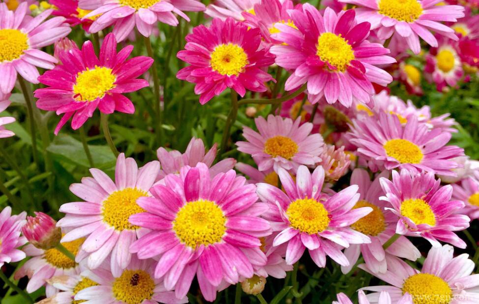 玛格丽特的图片大全，玛格丽特高清图片！