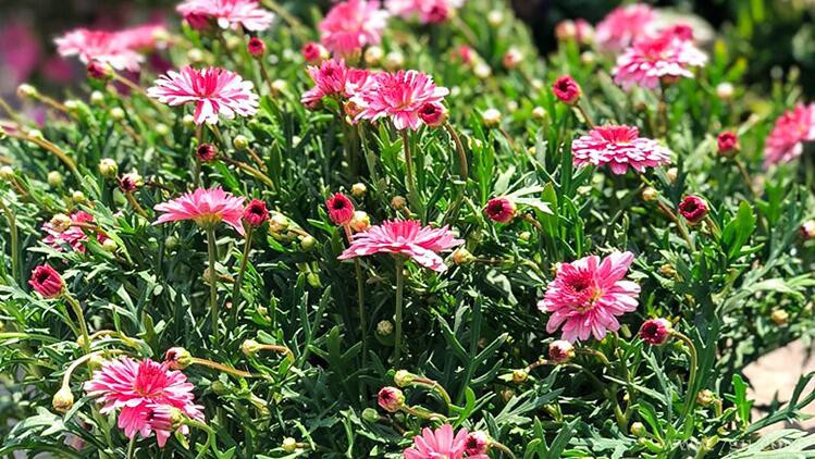 玛格丽特花的养殖方法和注意事项