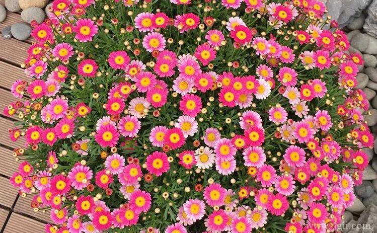 玛格丽特不开花怎么办？施肥去除顶芽