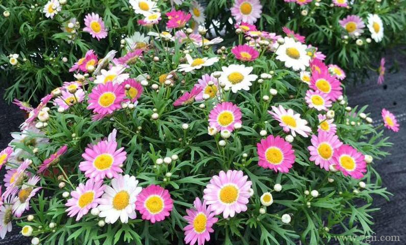 玛格丽特不开花怎么办？施肥去除顶芽