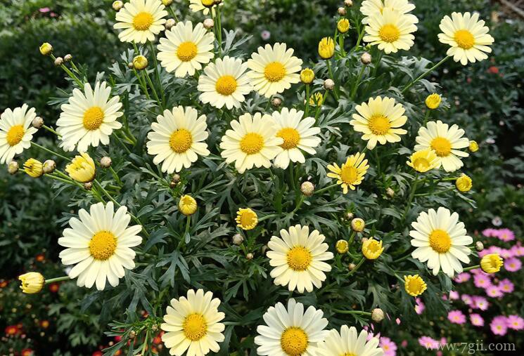 玛格丽特什么时候开花？