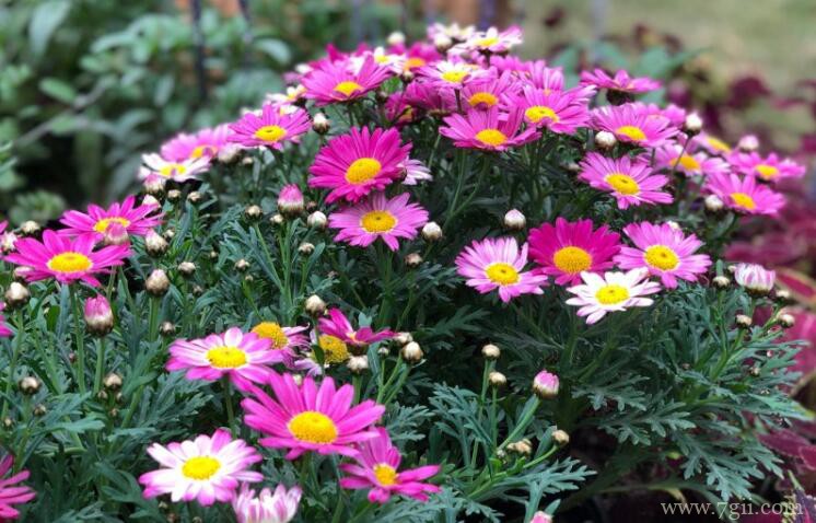 玛格丽特如何养爆盆？