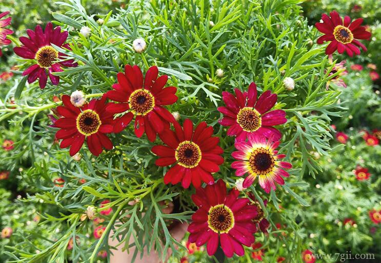 玛格丽特过冬方法