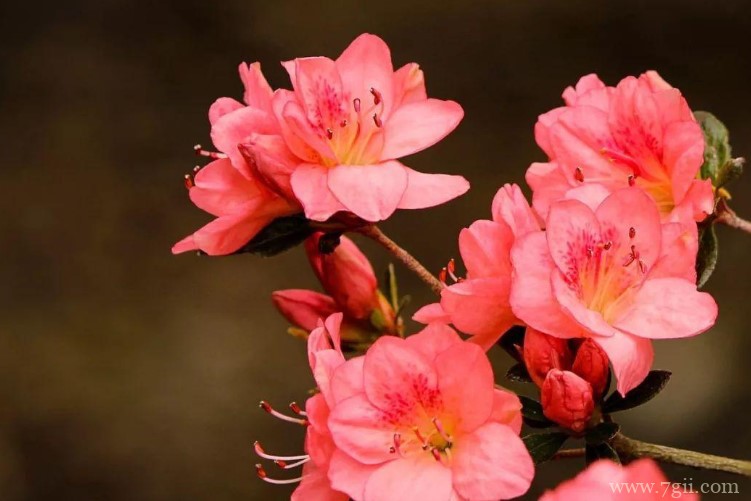 双鸭山市的市花是什么？