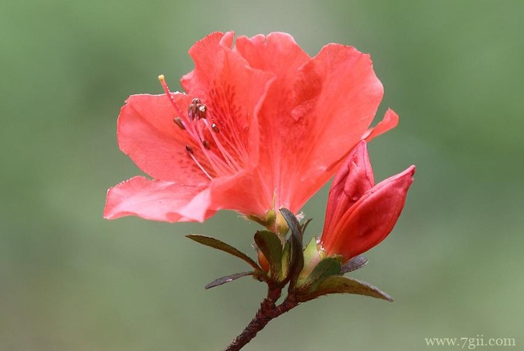 双鸭山市的市花是什么？