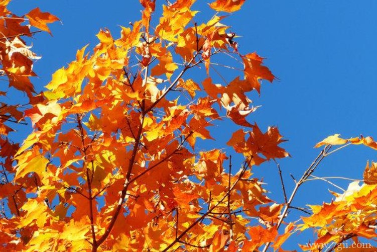 双鸭山市的市花是什么？