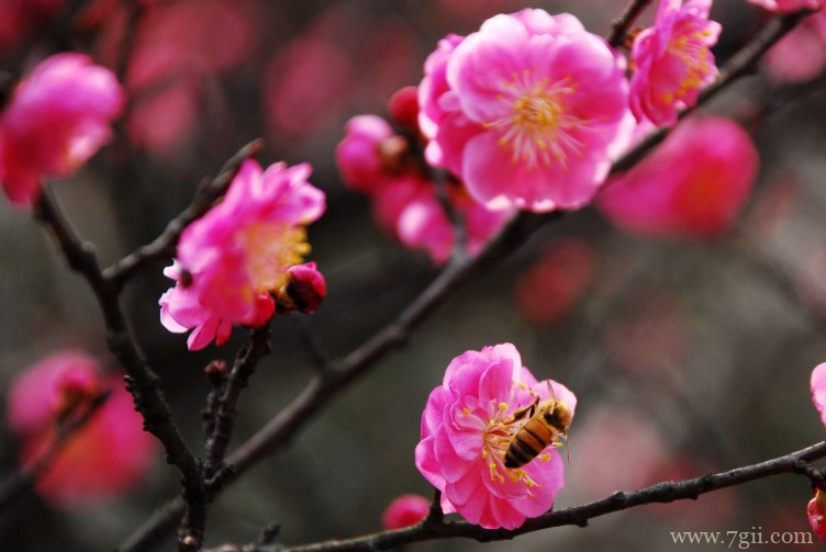 武汉市的市花是什么？