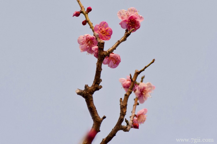 武汉市的市花是什么？