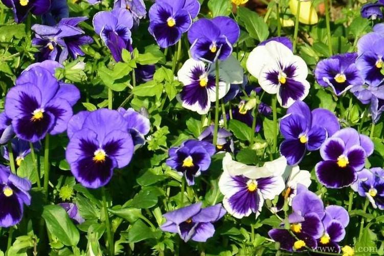 武汉市适合养什么花？