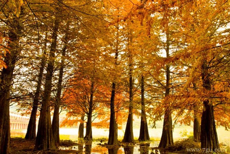 武汉市适合养什么花？