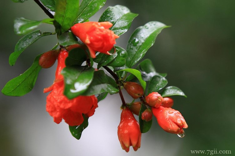 荆门市的市花是什么？