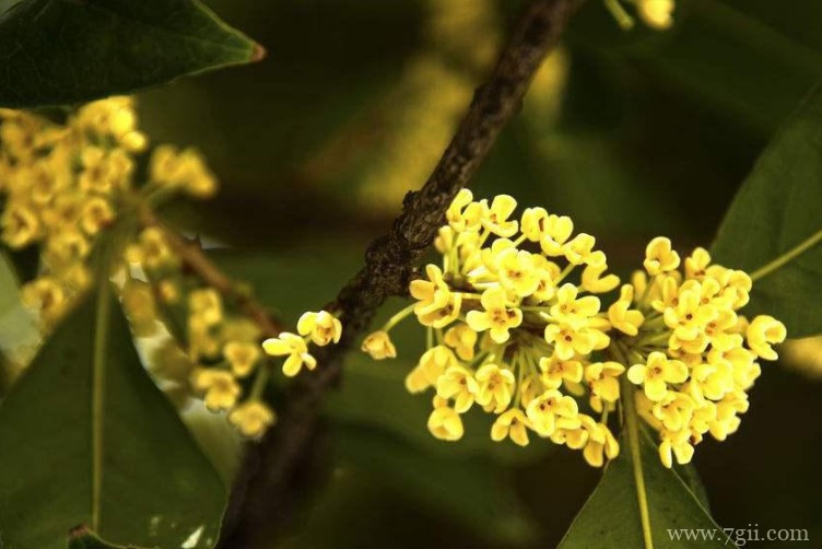 咸宁市的市花是什么？
