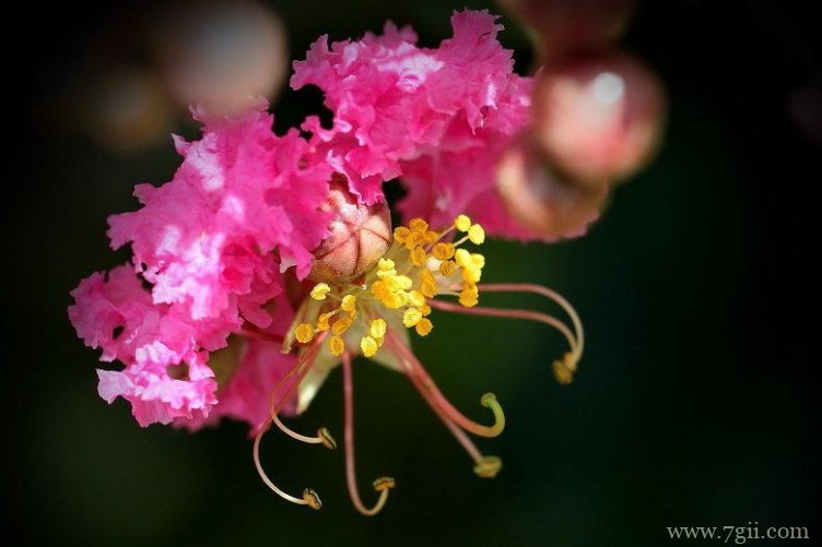 襄阳市的市花是什么？