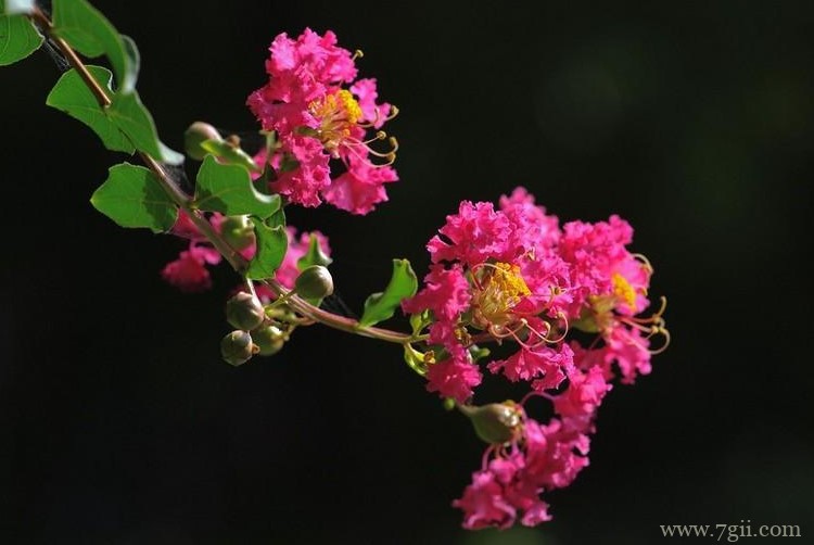 襄阳市的市花是什么？