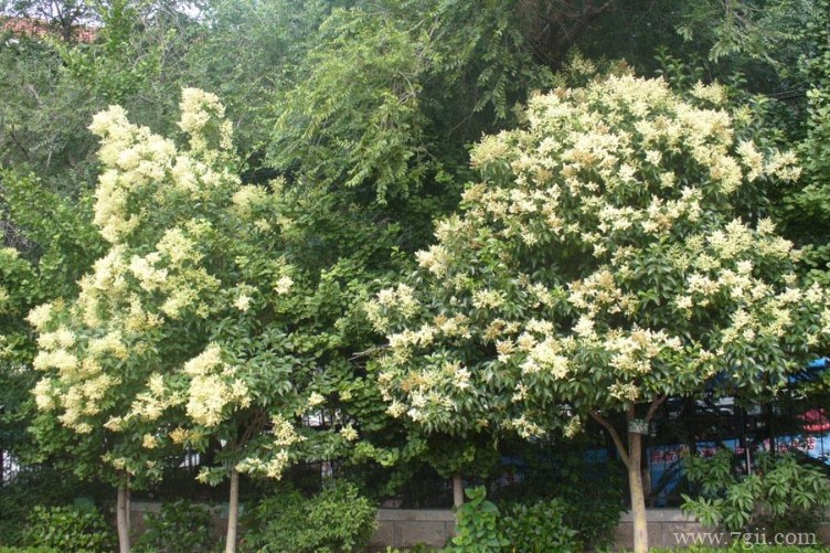 襄阳市的市花是什么？