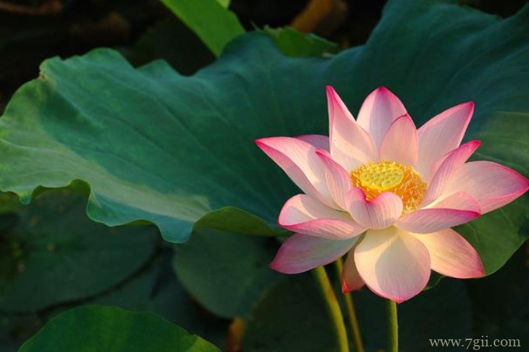 荆州市的市花是什么？