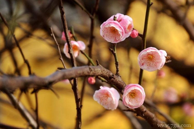 荆州市的市花是什么？