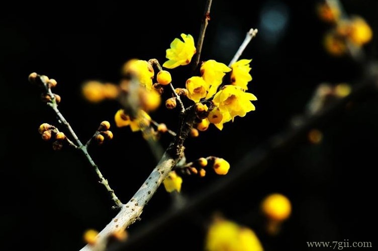 荆州市的市花是什么？