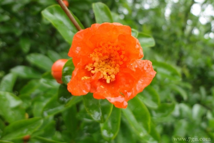 黄石市的市花是什么？