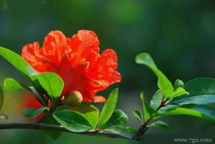 黄石市的市花是什么？