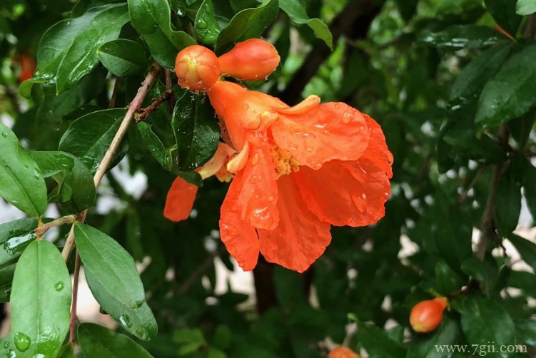 黄石市适合养什么花？