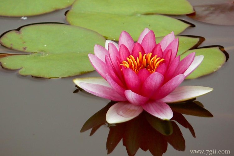 黄石市适合养什么花？