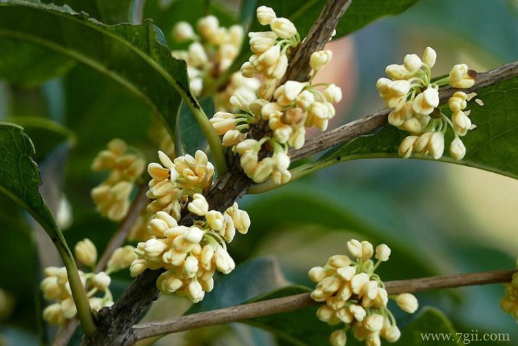 黄石市适合养什么花？