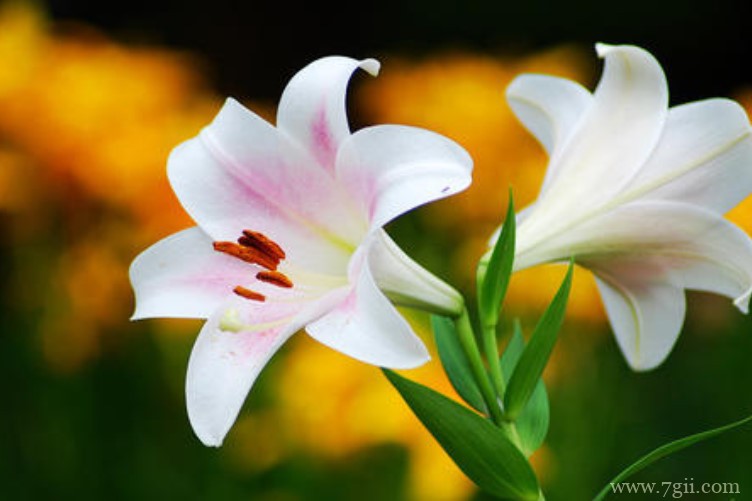 宜昌市的市花是什么？