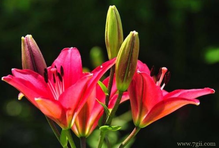 宜昌市的市花是什么？