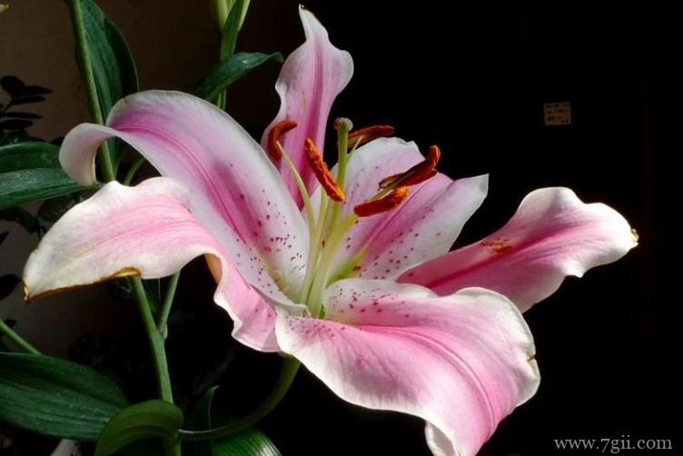 宜昌市的市花是什么？