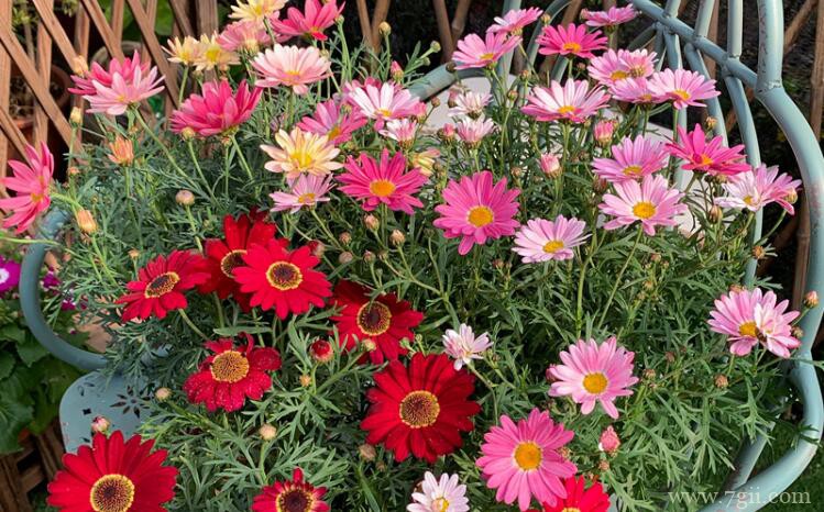 玛格丽特怎么养？注意做好以下几点