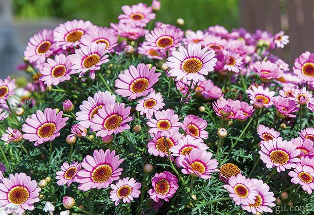 玛格丽特的种植方法