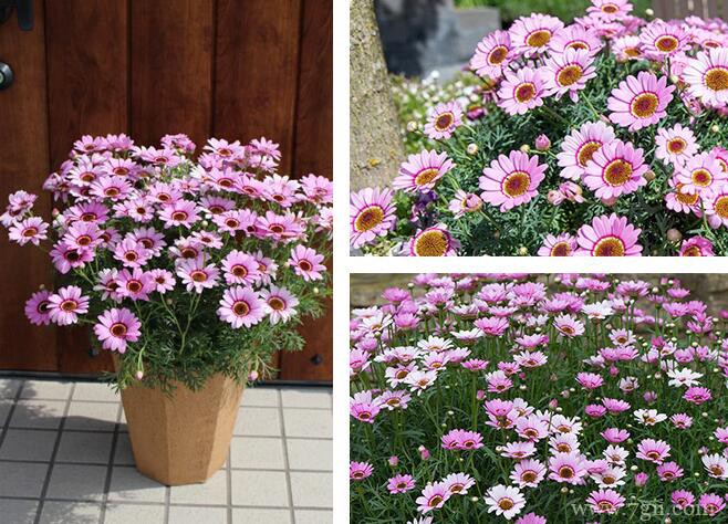 玛格丽特的种植方法