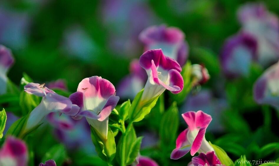 夏堇花的图片大全，夏堇花高清图片！