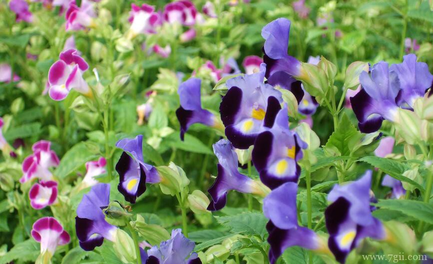 夏堇花的图片大全，夏堇花高清图片！