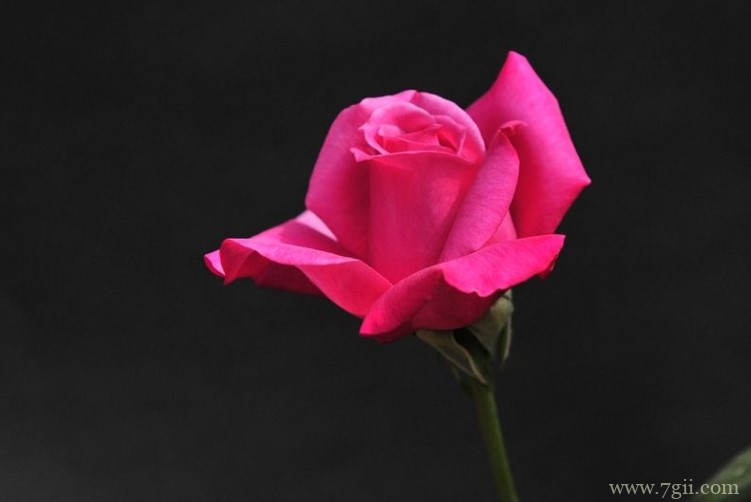 兰州市的市花是什么？