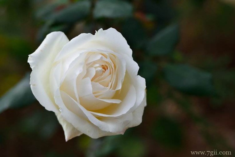 兰州市的市花是什么？