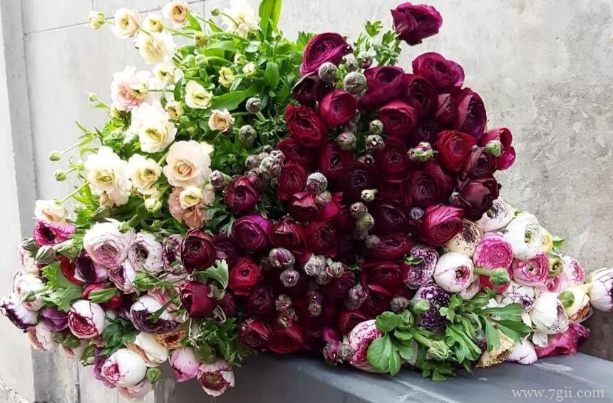 洋牡丹怎么繁殖？