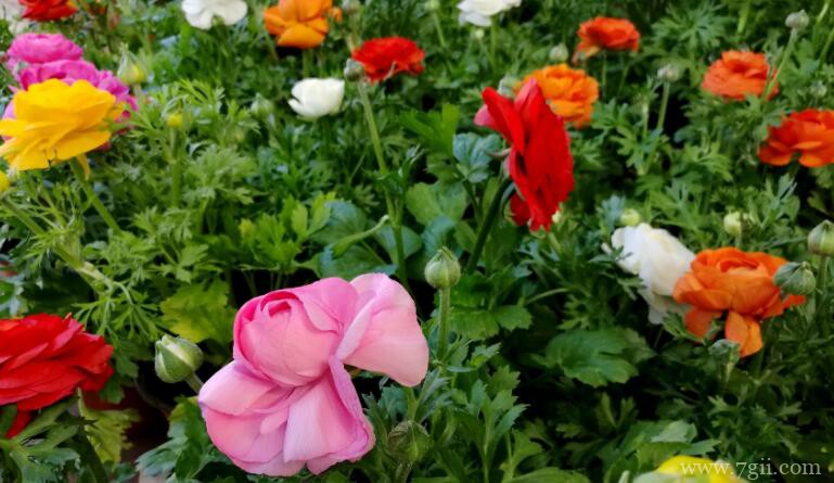 洋牡丹什么时候开花？洋牡丹的花期多久？