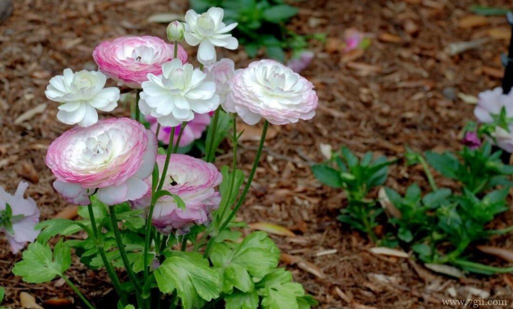 洋牡丹什么时候开花？洋牡丹的花期多久？