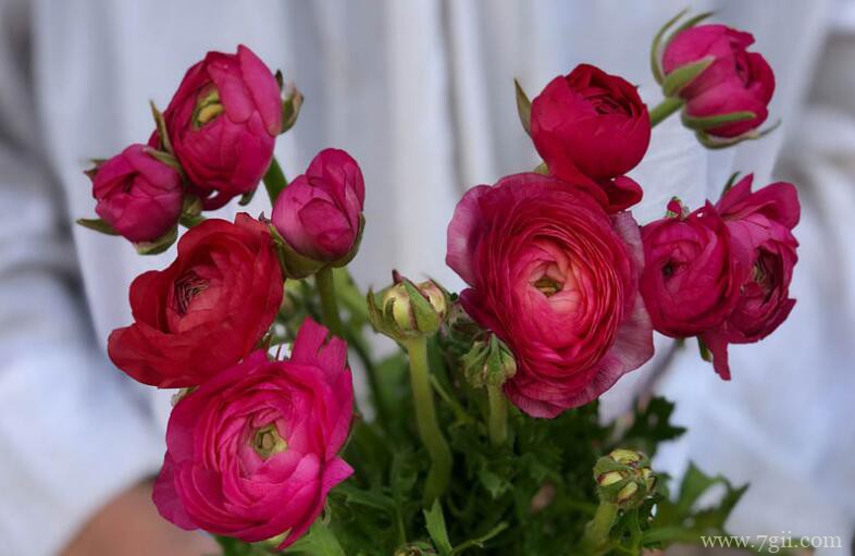 鲜切花洋牡丹的花语和养护