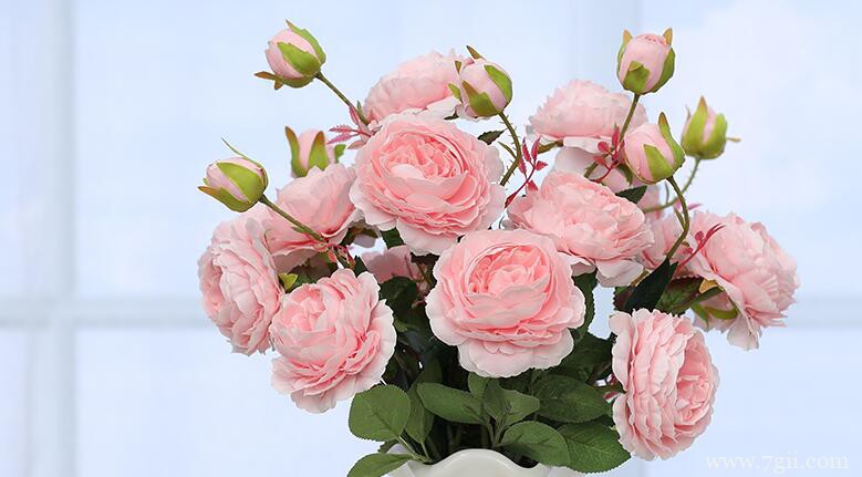 鲜切花洋牡丹怎么养？