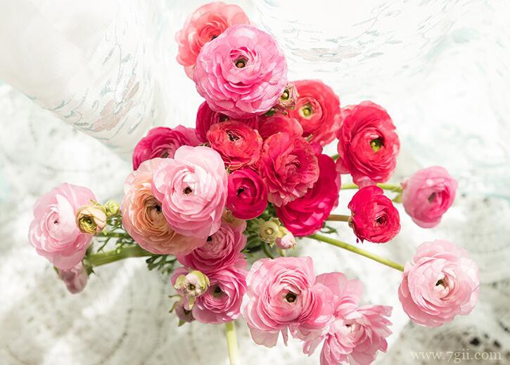 鲜切花洋牡丹怎么养？