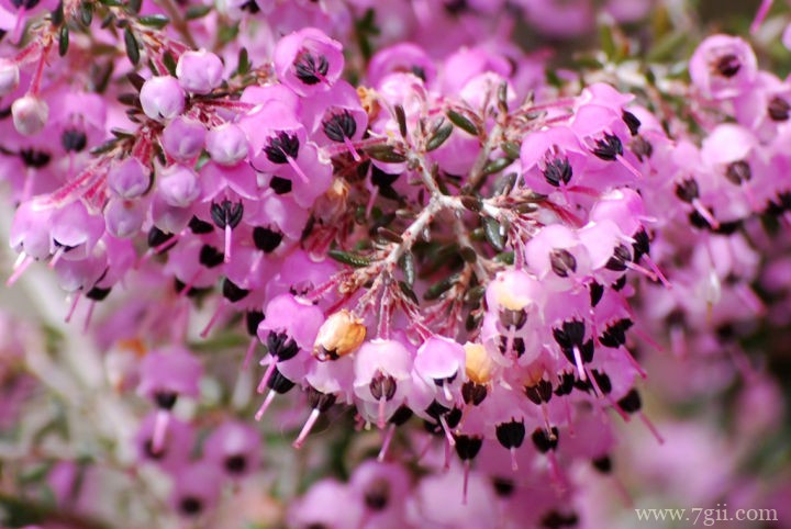 欧石楠怎么栽培养护？欧石楠的栽培方法和注意事项