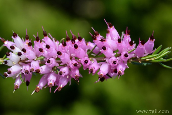 欧石楠怎么栽培养护？欧石楠的栽培方法和注意事项